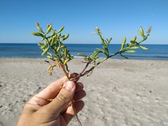 Cakile maritima euxina