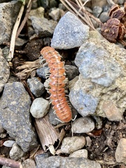 Parafontaria laminata