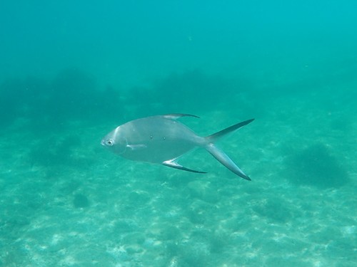Kleinvlek-pompano (Trachinotus baillonii) — Carangidae — 5