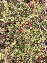 Sphagnum subsecundum