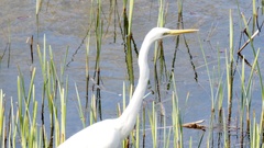 Ardea alba
