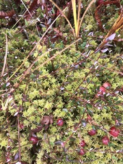 Sphagnum subsecundum