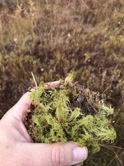Sphagnum subsecundum