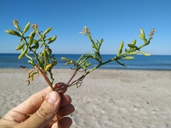 Cakile maritima euxina