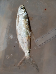 Alestidae