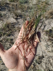 Festuca beckeri