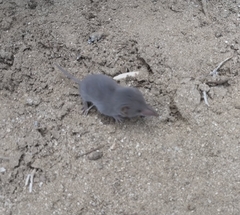 Notiosorex crawfordi