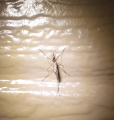 Culiseta inornata