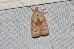 Euchaetis
