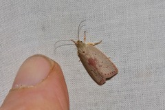 Euchaetis