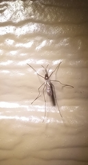Culiseta inornata