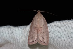 Euchaetis