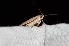 Euchaetis