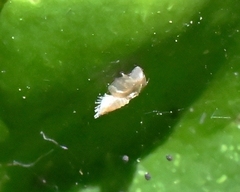 Diaphorina citri