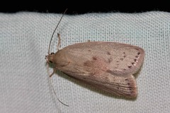 Euchaetis