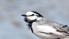 Motacilla alba lugens