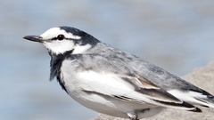 Motacilla alba lugens