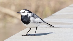 Motacilla alba lugens