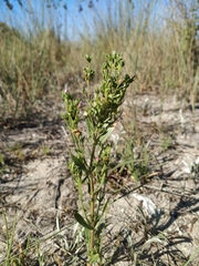 Centaurium anatolicum