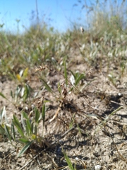 Poa bulbosa vivipara