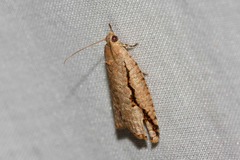 Meritastis