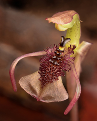 Chiloglottis curviclavia