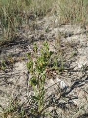 Centaurium anatolicum