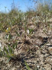 Poa bulbosa vivipara