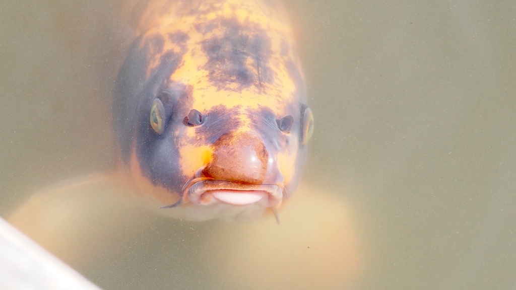 Koi