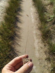 Poa bulbosa vivipara