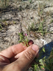 Centaurium anatolicum