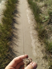 Poa bulbosa vivipara