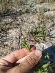Centaurium anatolicum