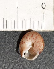 Clanculus clangulus