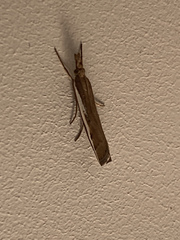 Orocrambus flexuosellus