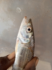 Hydrocynus