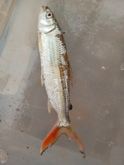 Hydrocynus