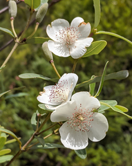 Eucryphia lucida