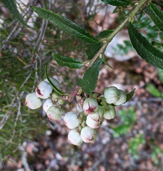 Gaultheria hispida