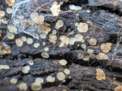 Orbiliales