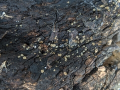 Orbiliales