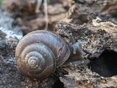 Helminthoglypta sanctaecrucis