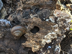 Helminthoglypta sanctaecrucis