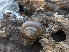 Helminthoglypta sanctaecrucis
