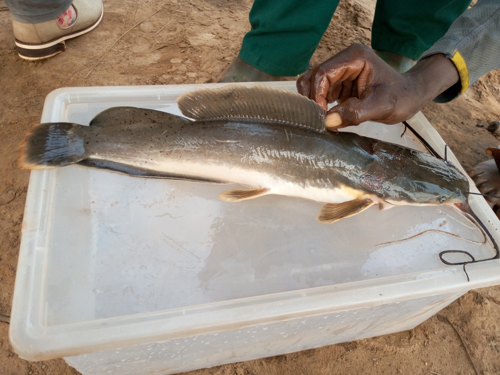 Eel-Like Fattyfin Catfish