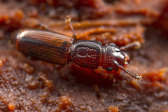 Monotomidae
