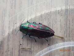 Melobasis purpurascens