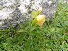 Arisaema jacquemontii