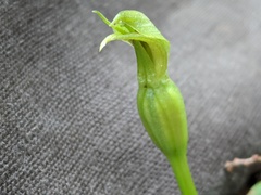 Chiloglottis cornuta
