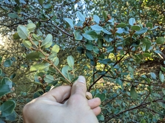 Ceanothus megacarpus insularis